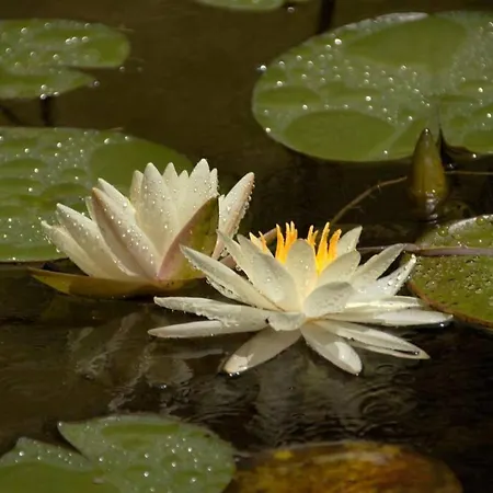 度假居 Giannakis' Filoxenia Filótion