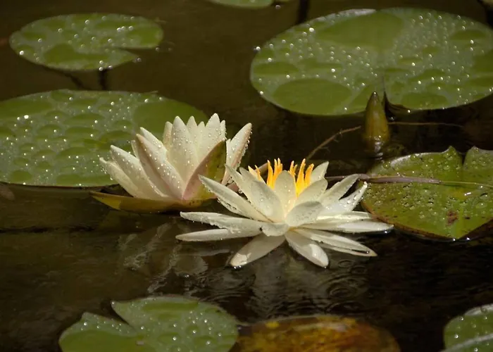 Semesterbostad Giannakis' Filoxenia Filótion